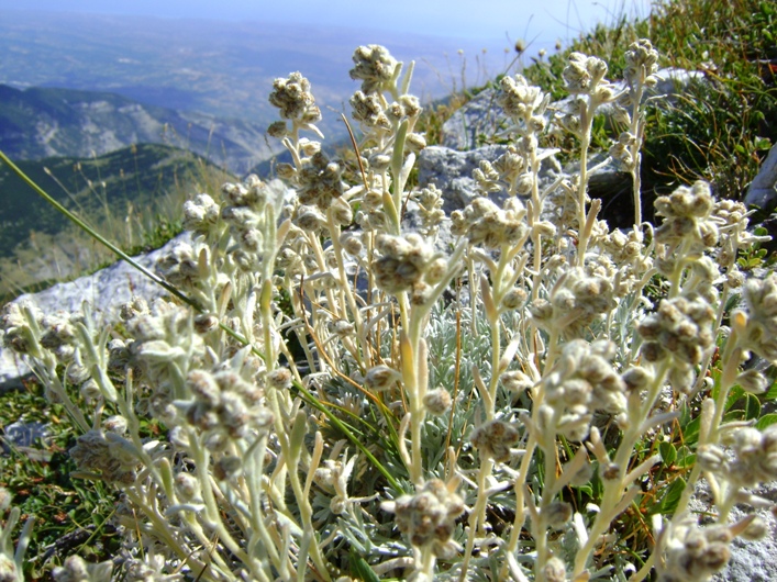 Artemisia umbelliformis ssp. eriantha / Genep appenninico